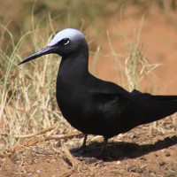 Black Noddy